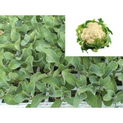 COLIFLOR CASPER
