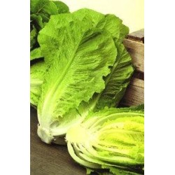 LECHUGA ROMANA - Lote 12 uds.