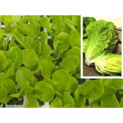 PLANTAS DE LECHUGA ISASA (ROMANA)