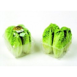 Baby lettuce - Baby lettuce plants