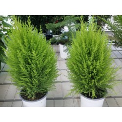 CIPRES PIRAMIDALIS 20-25cm de altura (CIPRES COMÚN) sempervirens