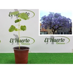 PAULOWNIA TOMENTOSA (Paulonia imperial) KIRI