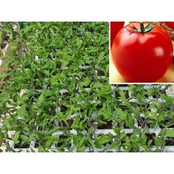 Comprar Tomate Optima (Valenciano) 🍅 | El Huerto Deitana ®