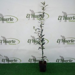 OLIVO ARBEQUINA