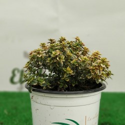 THYME LEMON-THYMUS C10