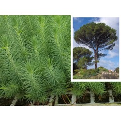 PINO PIÑONERO DONCEL (PINUS PINEA) - Lote 100 uds.