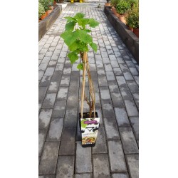 Planta de Grosella Negra - El Huerto Deitana ®