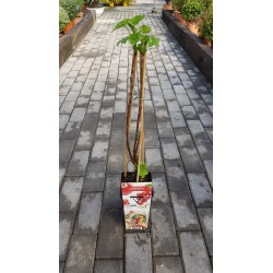 Planta de Grosella Roja  - El Huerto Deitana ®