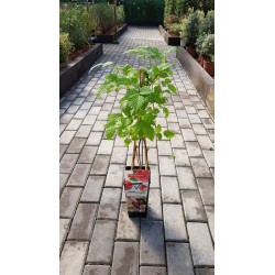Raspberry plant in pot - Frambueso in pot - raspberry plant