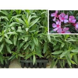 Bullet plant in 14 cm pot - oleander plants