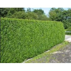 THUYA PLICATA ATROVIRENS M 9X9