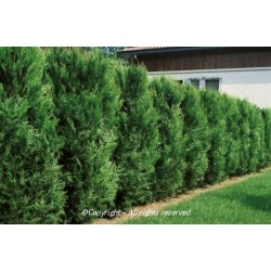 THUYA PLICATA ATROVIRENS M 9X9