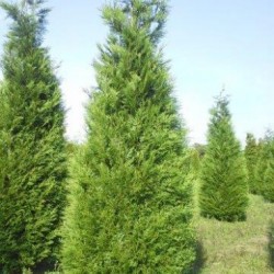 THUYA PLICATA ATROVIRENS M 9X9
