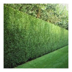 CIPRES LEYLANDII  MACETA 9X9