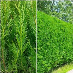 CIPRES LEYLANDII  MACETA 9X9
