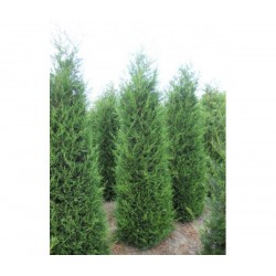 CIPRES LEYLANDII, 2001 POT 9X9