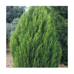 CIPRES LEYLANDII, 2001 MACETA 9X9