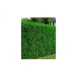 CIPRES LEYLANDII  MACETA 9X9