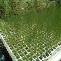 CASUARINA in Cepellón