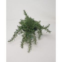 CREEP ROSEMARY 1L BRM