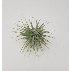 TILLANDSIA PEQUEÑA VARIADA O CLAVEL DE AIRE