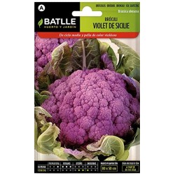 S-BROCCOLI VIOLET SICILE
