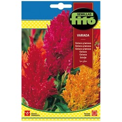 copy of SEMILLAS G-PIMIENTO MAOR