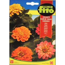 S-ZINNIA GIANT DALIA FLOWER VARIED