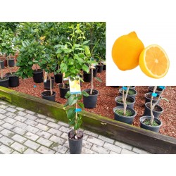 Lemon tree eureka - Lemon tree four seasons