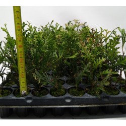 Thuja Orientalis - Thuya Plant - Tuya or Tuja