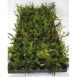 Thuja Orientalis - Thuya planta - Tuya o tuja