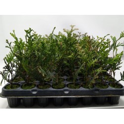 Thuja Orientalis - Thuya planta - Tuya o tuja