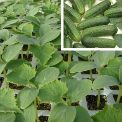 PLANTAS DE PEPINO GRANADA
