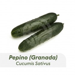 Pepino Variedad Granada