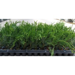 Ciprés Leylandi - Cupressus Leylandii |El Huerto Deitana ®