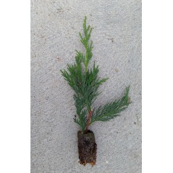 Ciprés Leylandi - Cupressus Leylandii |El Huerto Deitana ®