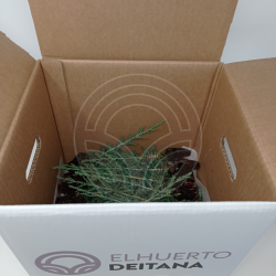 Ciprés Comun - Comprar Cupressus Sempervirens | El Huerto Deitana ®