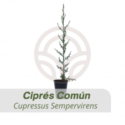 CIPRES SEMPERVIVENS 10-15 cm de altura