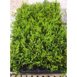 Comprar Ciprés Macrocarpa Goldcrest | El Huerto Deitana ®