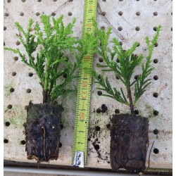 Comprar Ciprés Macrocarpa Goldcrest | El Huerto Deitana ®