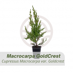 Comprar Ciprés Macrocarpa Goldcrest | El Huerto Deitana ®