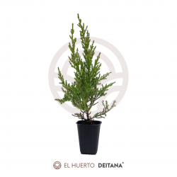 Comprar Ciprés Macrocarpa Goldcrest | El Huerto Deitana ®