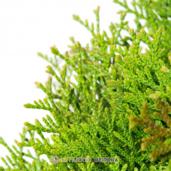 Comprar Ciprés Macrocarpa Goldcrest | El Huerto Deitana ®
