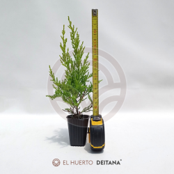 Comprar Ciprés Macrocarpa Goldcrest | El Huerto Deitana ®