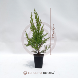 Comprar Ciprés Macrocarpa Goldcrest | El Huerto Deitana ®