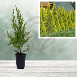 Comprar Ciprés Macrocarpa Goldcrest | El Huerto Deitana ®