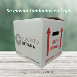 Comprar Ciprés Macrocarpa Goldcrest | El Huerto Deitana ®
