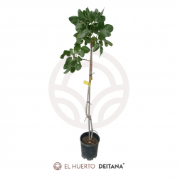 ¿Quieres comprar una planta de pistachos? Visita nuestro catálogo