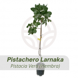 PISTACHERO LARNAKA (HEMBRA) 
Pistacia Vera