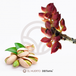 Pistachos (Frutos)